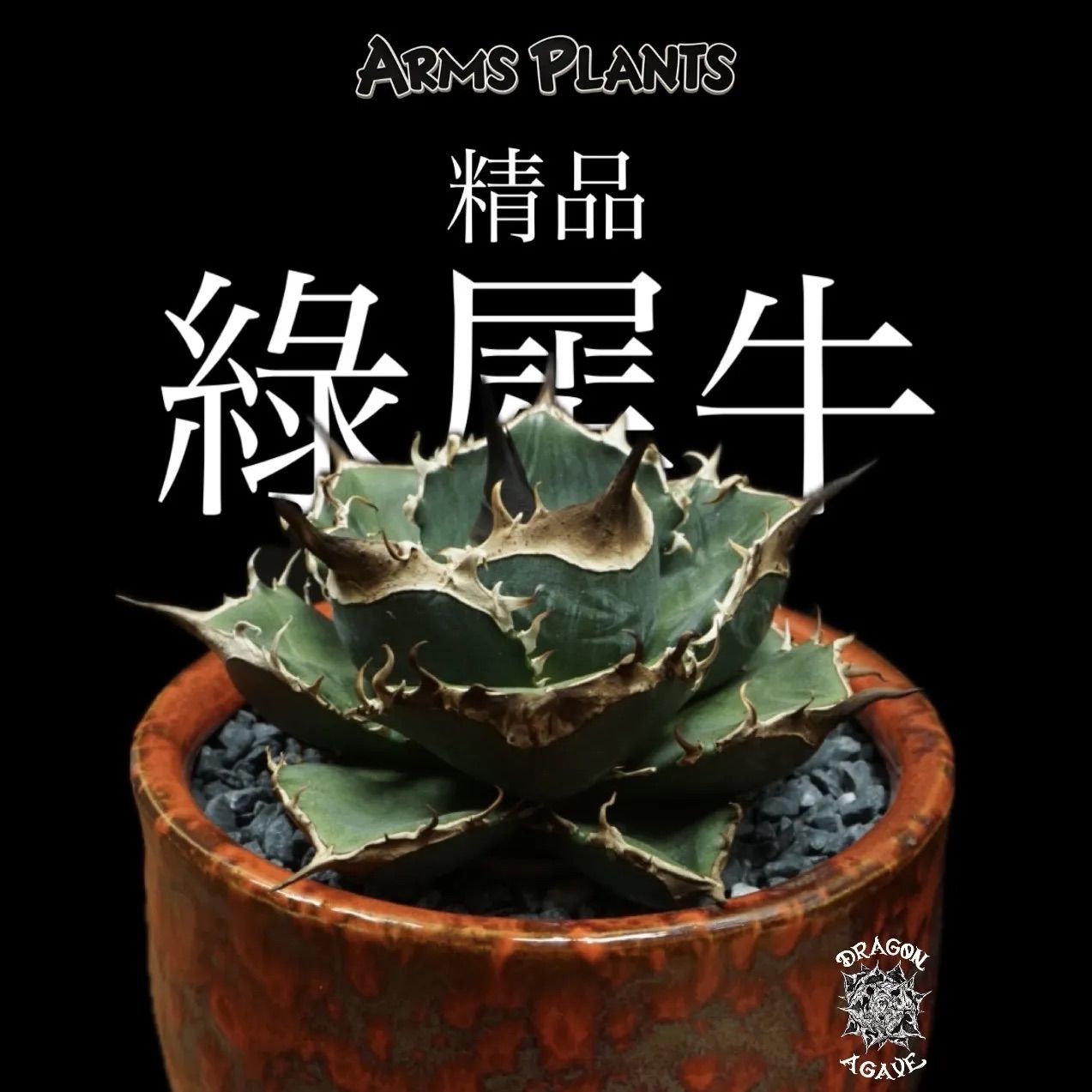 アガベ【DRAGONAGAVE】 精品綠犀牛(LED 4寸) 02 ベアルート株