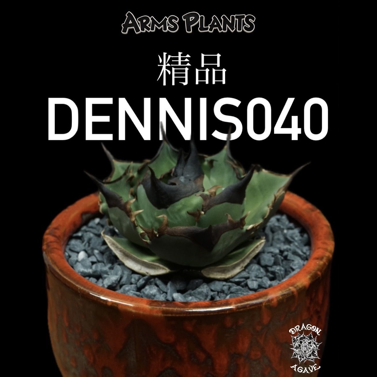 アガベ【DRAGONAGAVE】精品Dennis040 (LED4寸)01 ルート株 16,428円