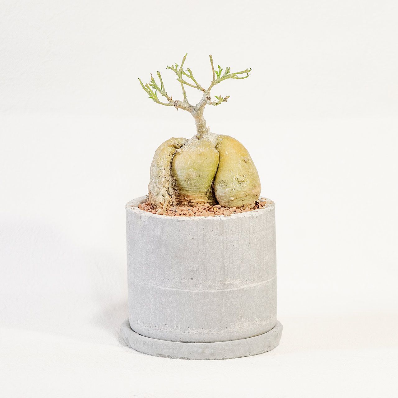 今季新品！ Urumia × Ai Yazawaコラボ キーチャーム付きコンパクトミラー