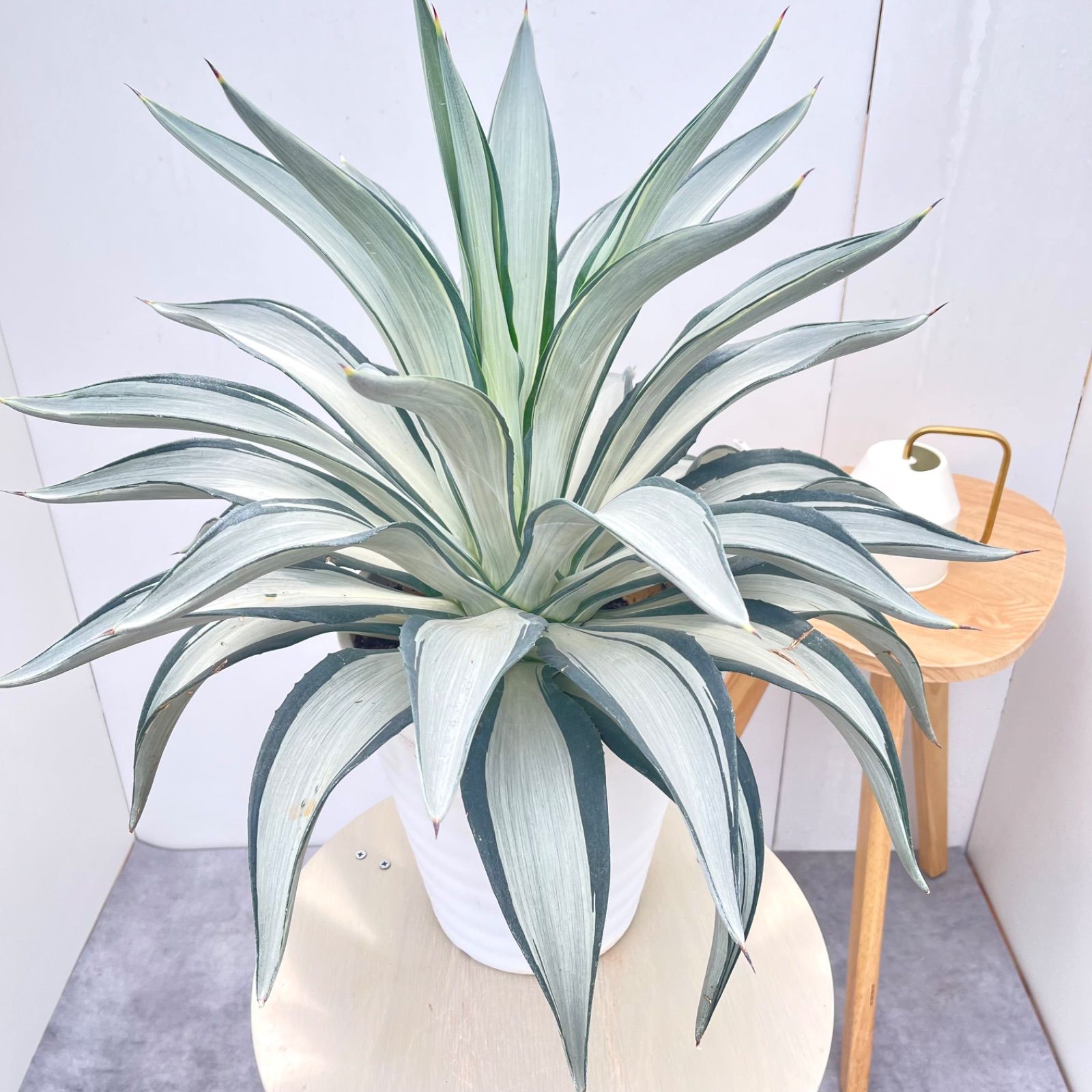 アガベ　クイックシルバー　8【現品】☆希少☆ 観葉植物　屋外　ドライガーデン　大型 6,745円