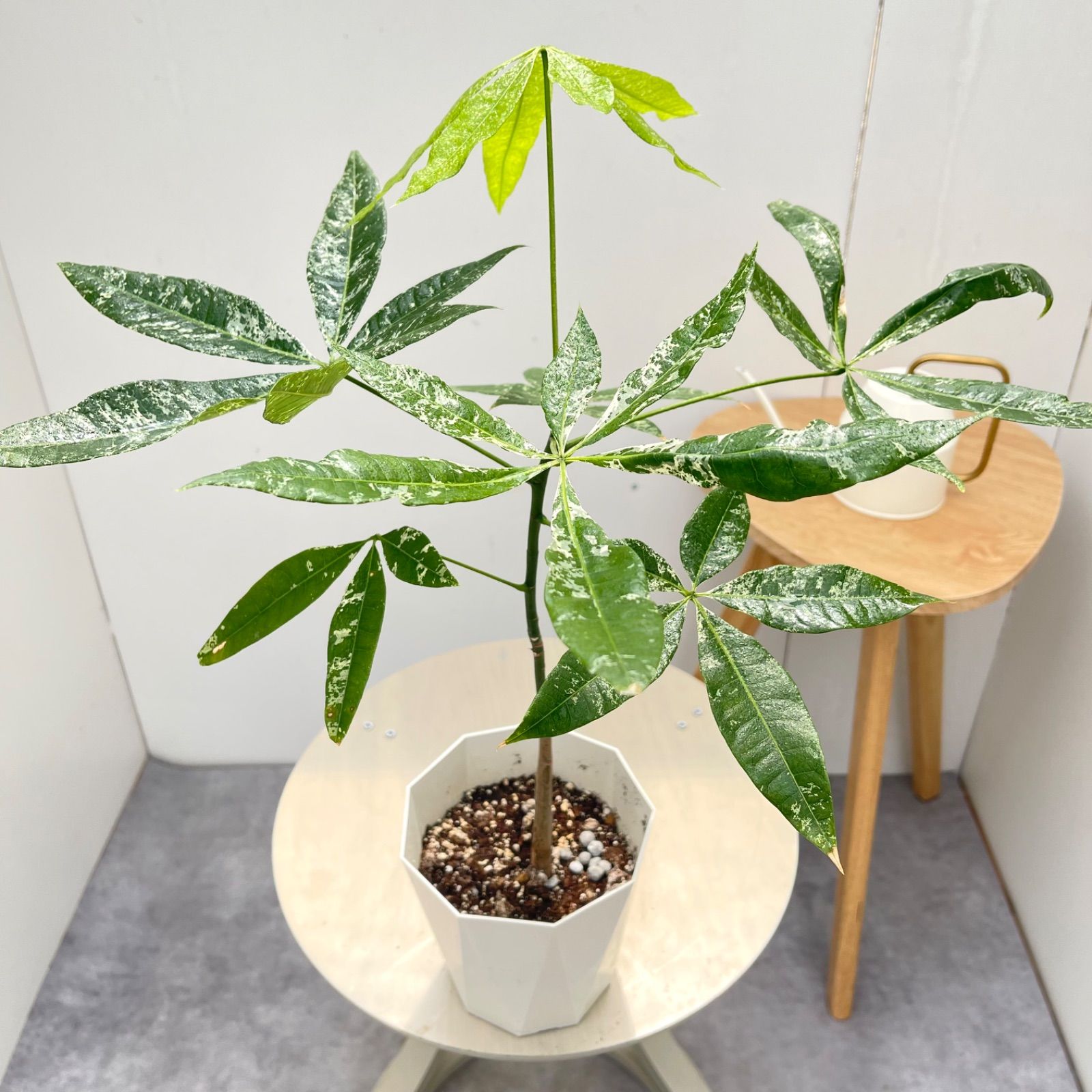 パキラ　斑入り　ミルキーウェイ　実生　11【現品】観葉植物　室内　5号 5,964円