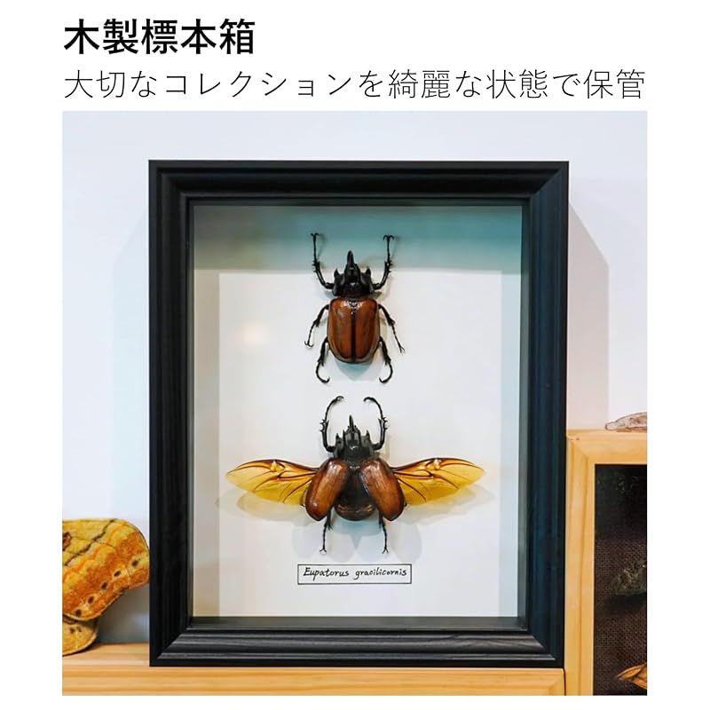 新品】 COZENTA 標本箱 シーラケース 昆虫 小型 木製 MDF (A4サイズ