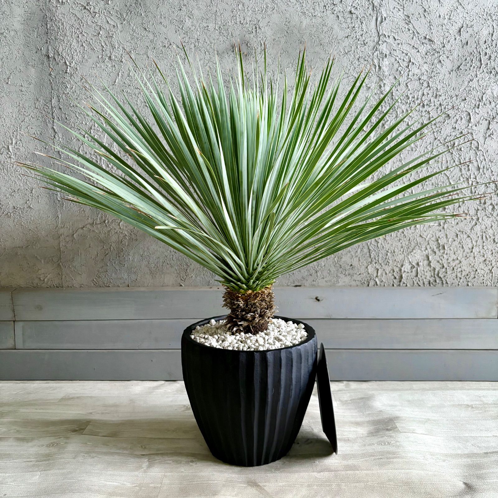 特大　美形　ユッカ　ロストラータ　10号　テラコッタ鉢植え　ブラック　受け皿付き