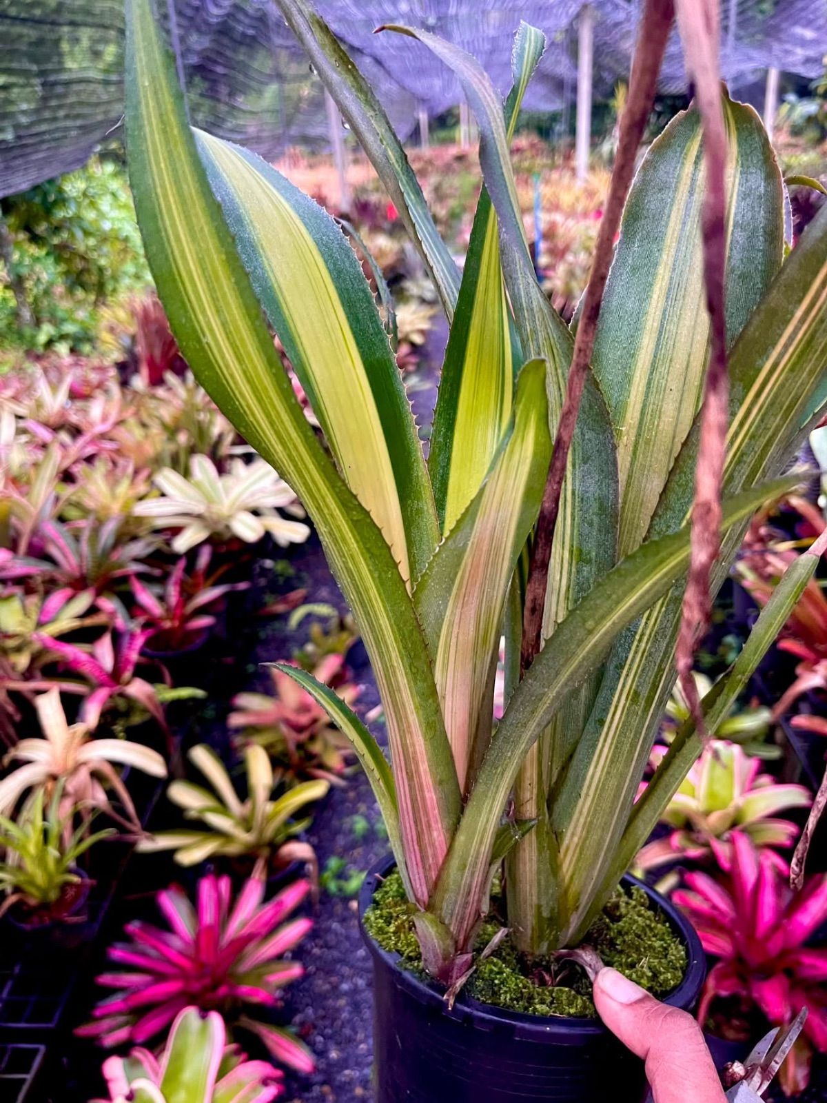 ビルベルギア　Billbergia 'Windii' variegata タンクブロメリア