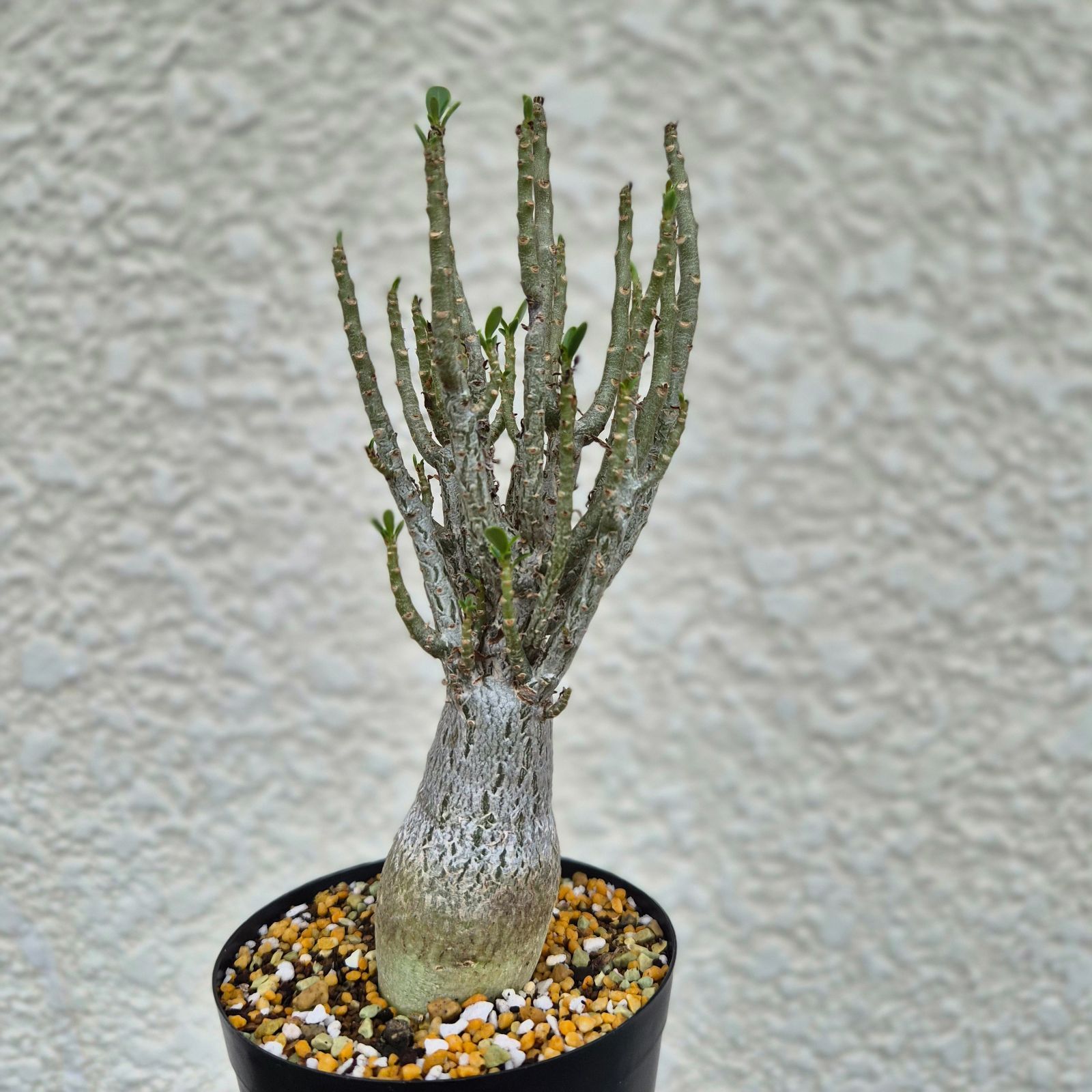 ②希少《 Adenium Super Mod》アデニウム スーパーモッド　塊根植物 世界最小のアデニウムドワーフ