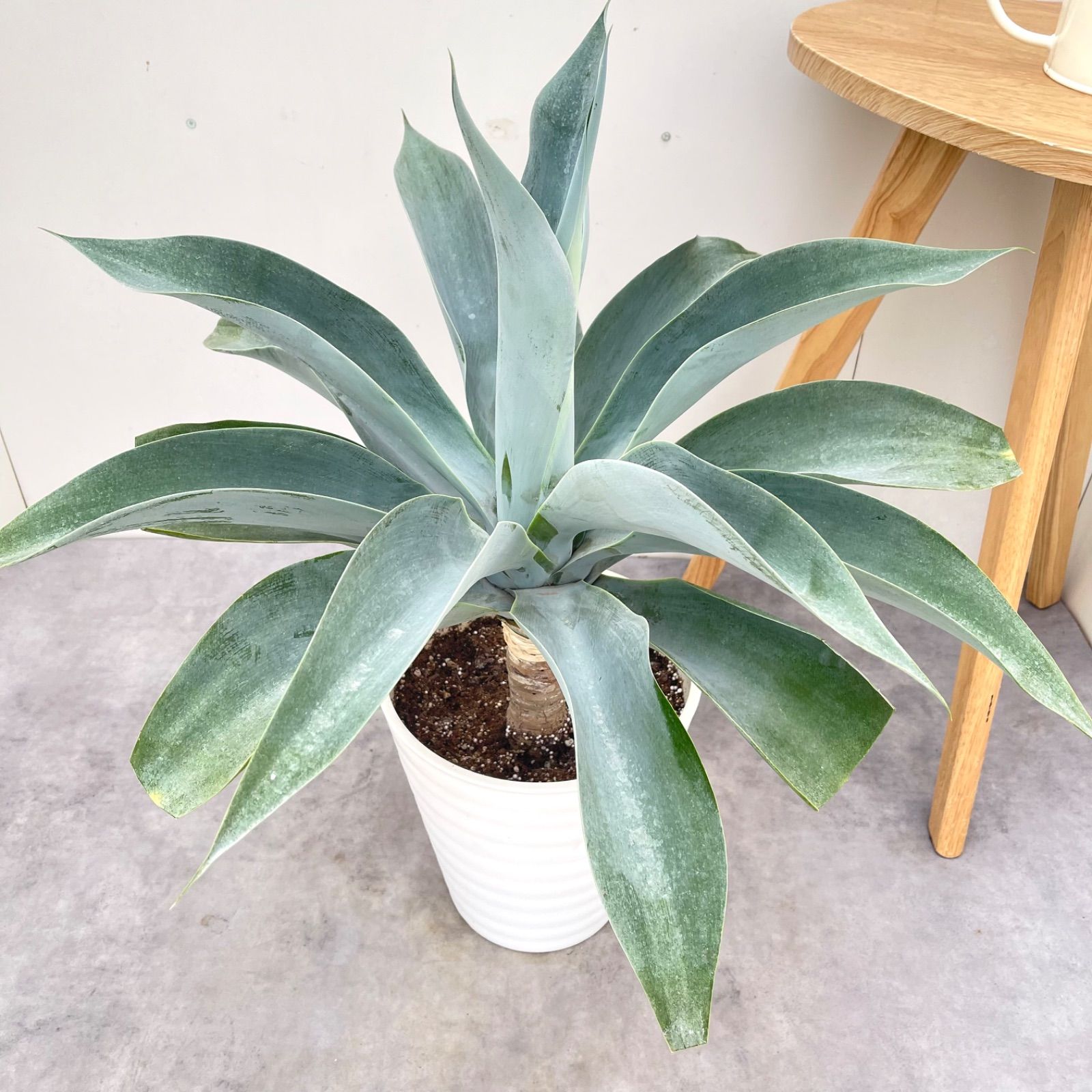 アガベ　アテナータ　ボーチンブルー　18【現品】☆希少☆ 観葉植物 大型 9,072円