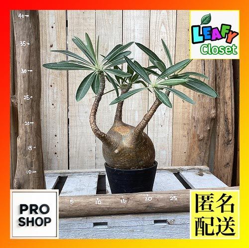 塊根植物　パキポディウム グラキリス 4号鉢(現品)　インテリア 室内 おしゃれ 可愛い かわいい(507559) 39,033円