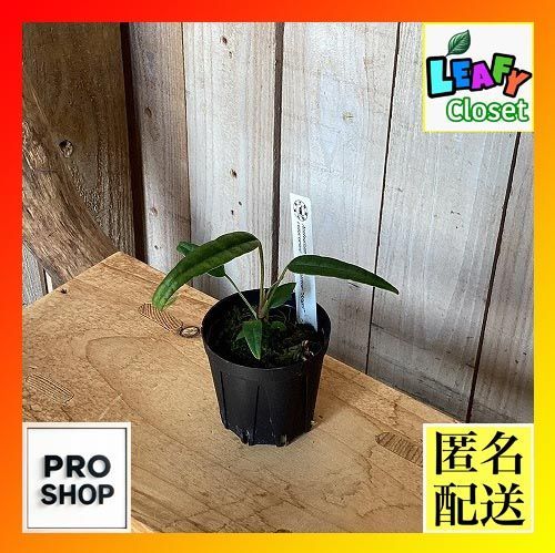 観葉植物　アンスリウム cutucuense×cutucuense Angel 2号鉢(現品)　インテリア 室内 おしゃれ 可愛い かわいい(507573)
