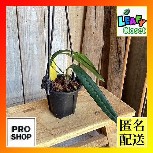 観葉植物　アンスリウム Pendense 3号吊り鉢(個体おまかせ1鉢)　インテリア 室内 おしゃれ 可愛い かわいい(507574)