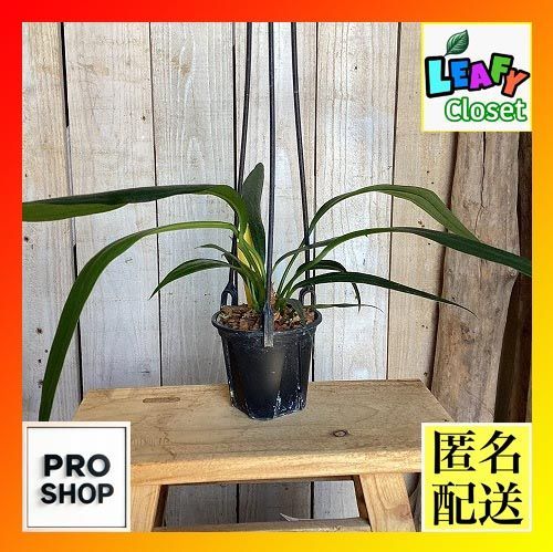 観葉植物　アンスリウム palidiflorum×vitarifolum 3号吊り鉢(現品)　インテリア 室内 おしゃれ 可愛い かわいい(507575) 7,136円