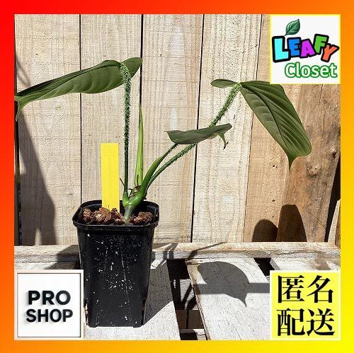 観葉植物　フィロデンドロン genevieanum 3号角鉢(現品)　インテリア 室内 おしゃれ 可愛い かわいい(507571) 6,300円
