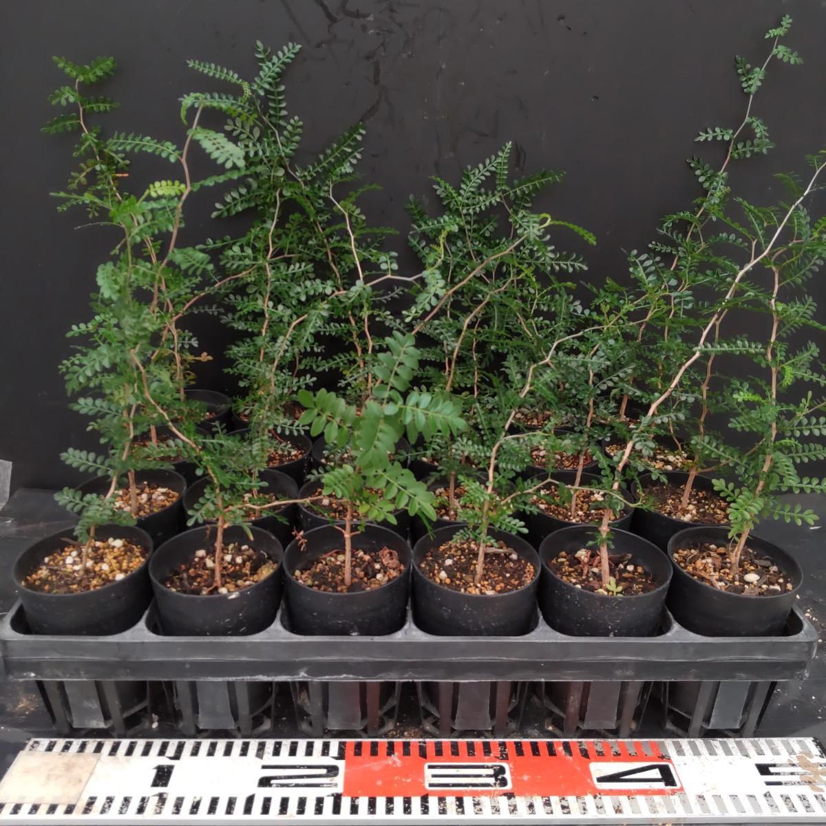 C404 「実生」24株ケース販売　オペルクリカリア パキプス【新芽・多肉植物・種から発芽！・O.pachypus・塊根植物・葉落ちする・他商品と同梱不可】