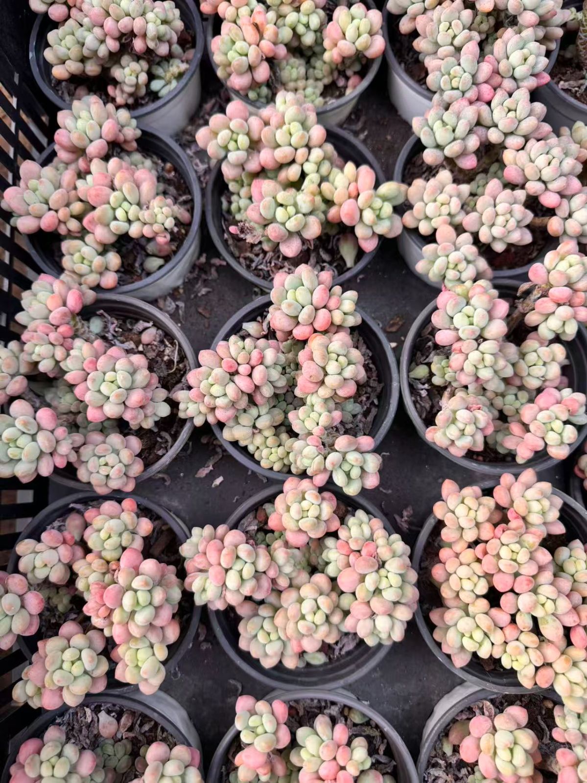 多肉植物　Z6834　ロココ　30株 　抜き苗　エケベリア　セダム　アエオニウム　韓国苗　寄せ植え　詰め合わせ 6,466円