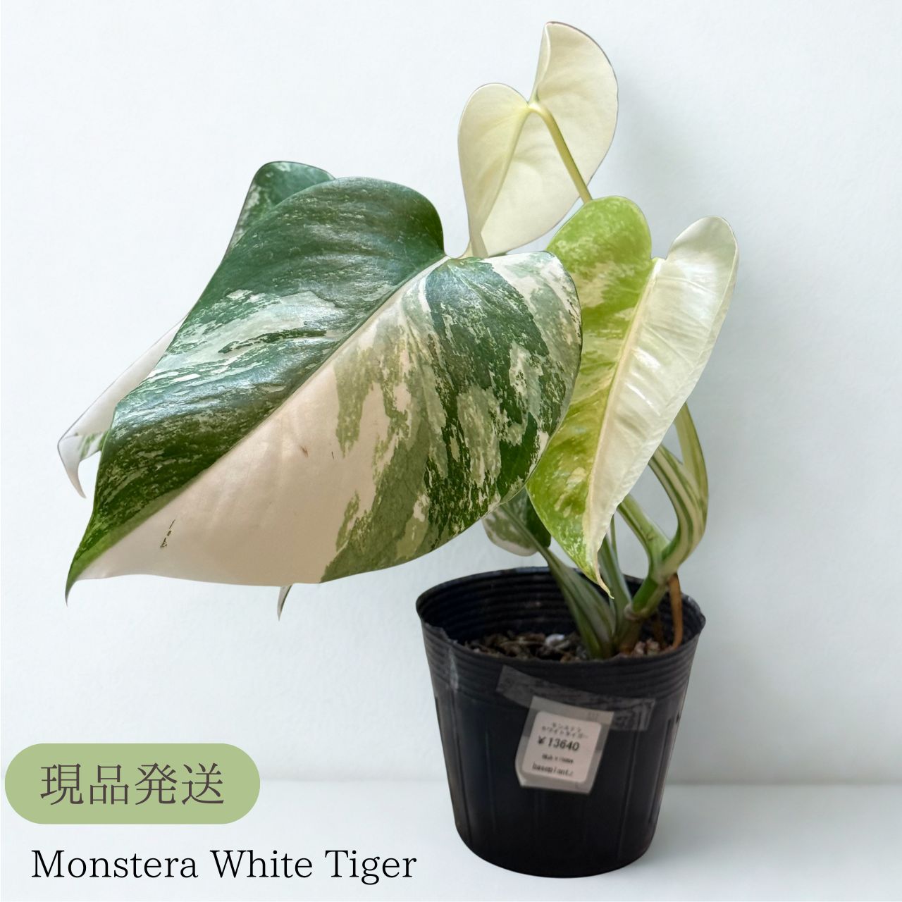 モンステラ ホワイトタイガー 斑入りモンステラ 観葉植物 Monstera White Tiger