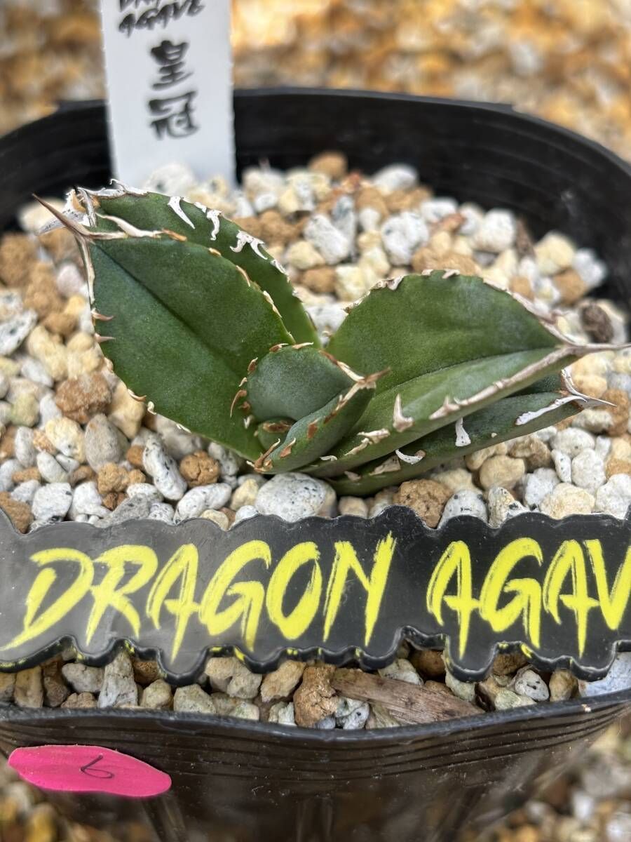 アガベ チタノタ '皇冠'｜台湾《Dragon Agave産》、タグ付き、⑥