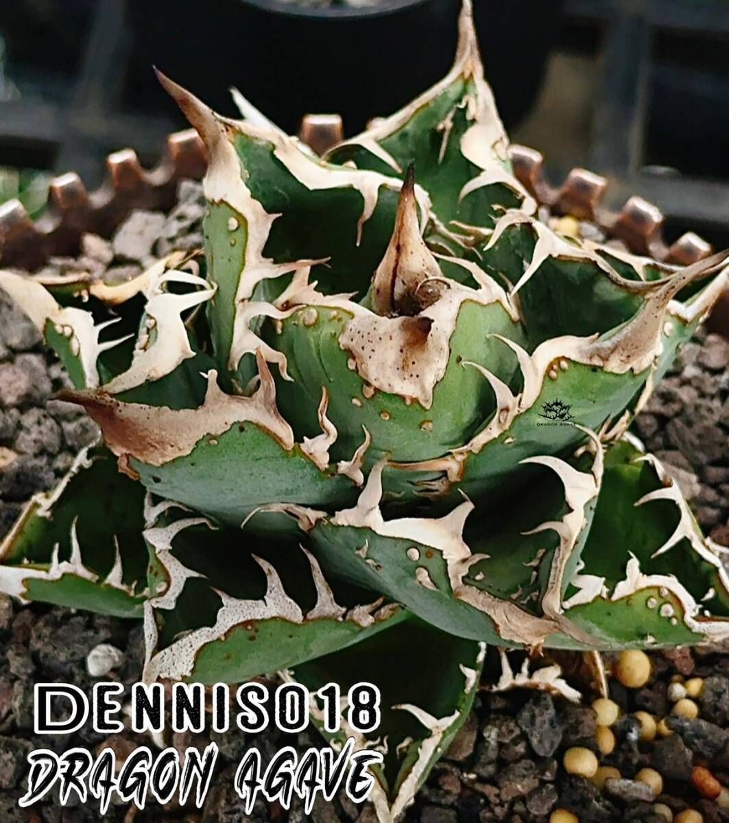 アガベ チタノタ ‘DENNIS 018’｜台湾《Dragon Agave産》、タグ付き、③ 13,300円