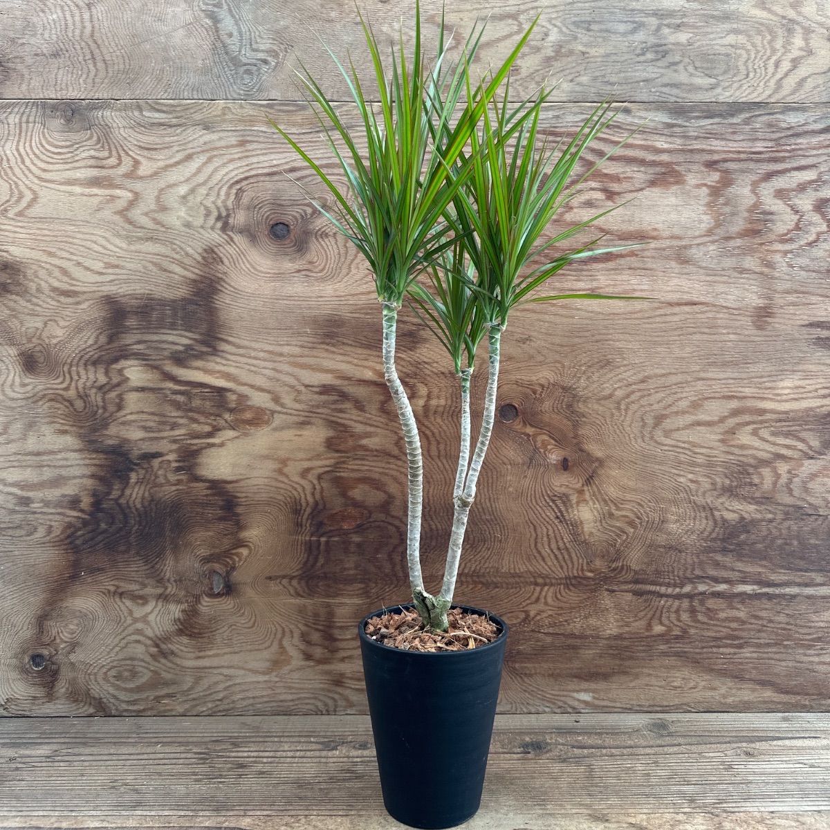 ドラセナ コンシンネ プラ鉢② 現品 Dracaena concinna キジカクシ科