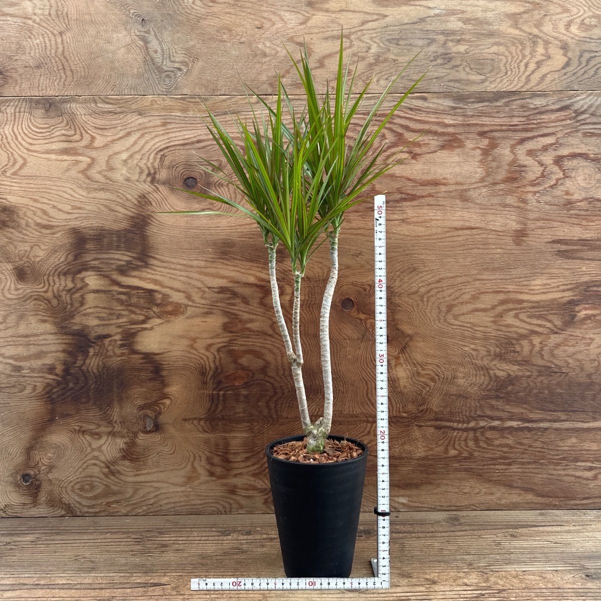 ドラセナ コンシンネ プラ鉢② 現品 Dracaena concinna キジカクシ科
