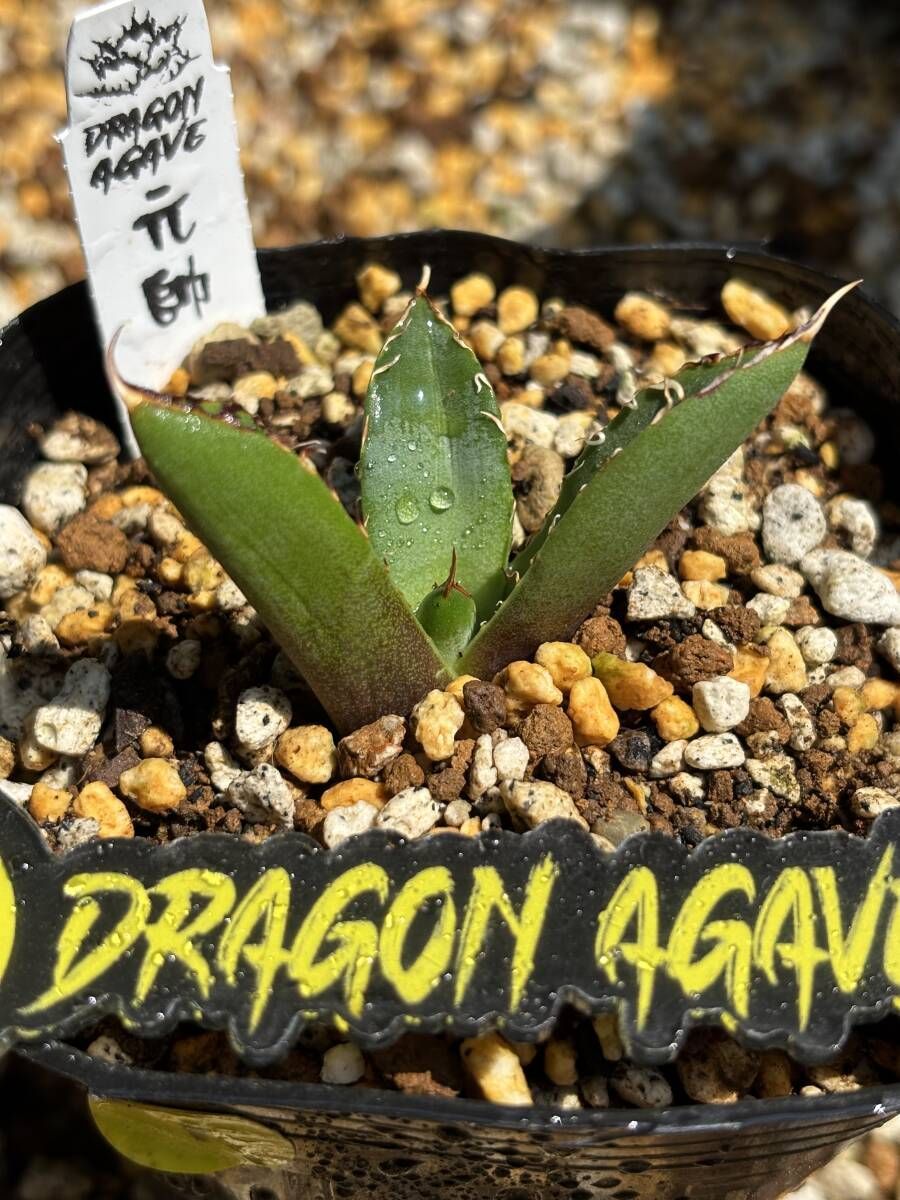 アガベ チタノタ ‘元帥’｜台湾《Dragon Agave産》、タグ付き、①