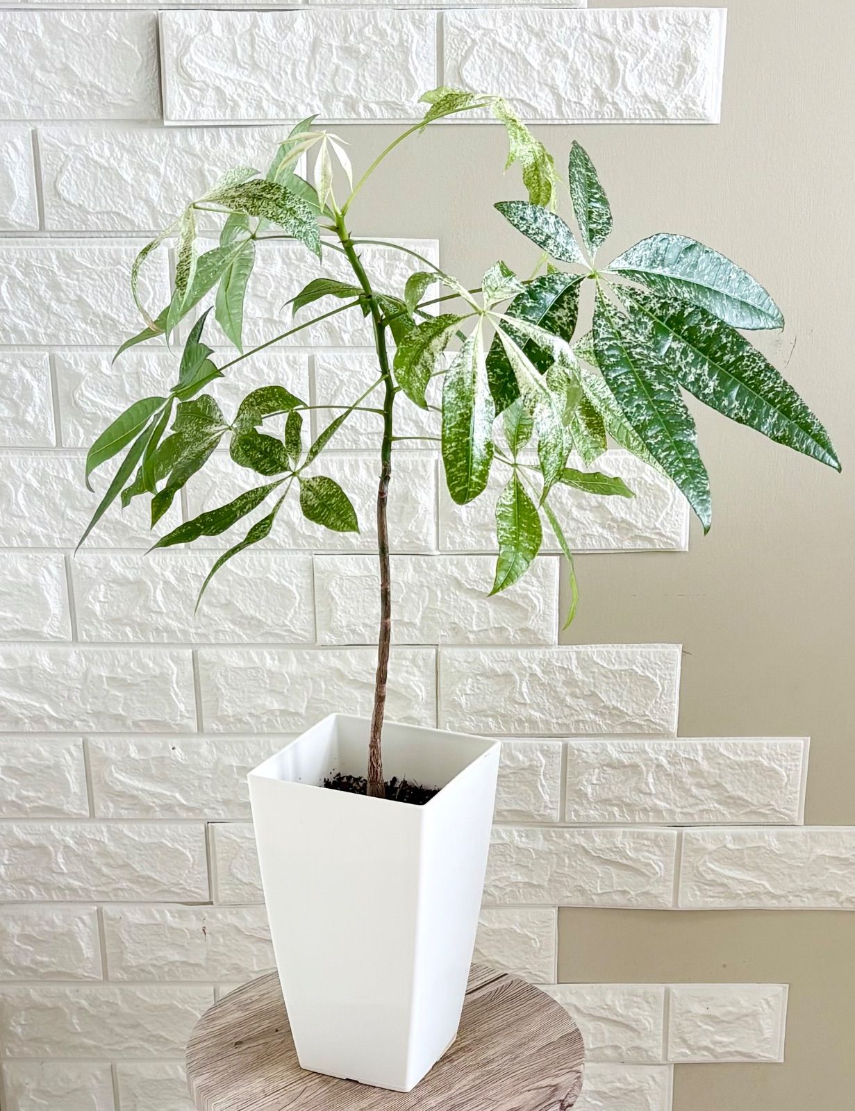 実生苗⭐️斑入りパキラ⭐️ミルキーウェイ⭐️観葉植物
