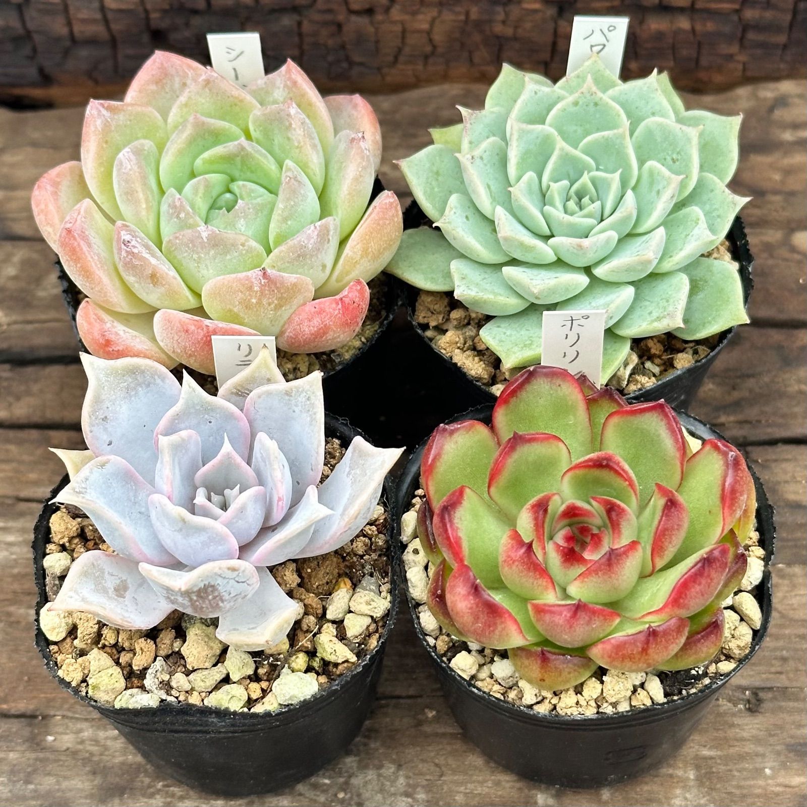 9-9】多肉植物4点セット（現品限り） - メルカリ