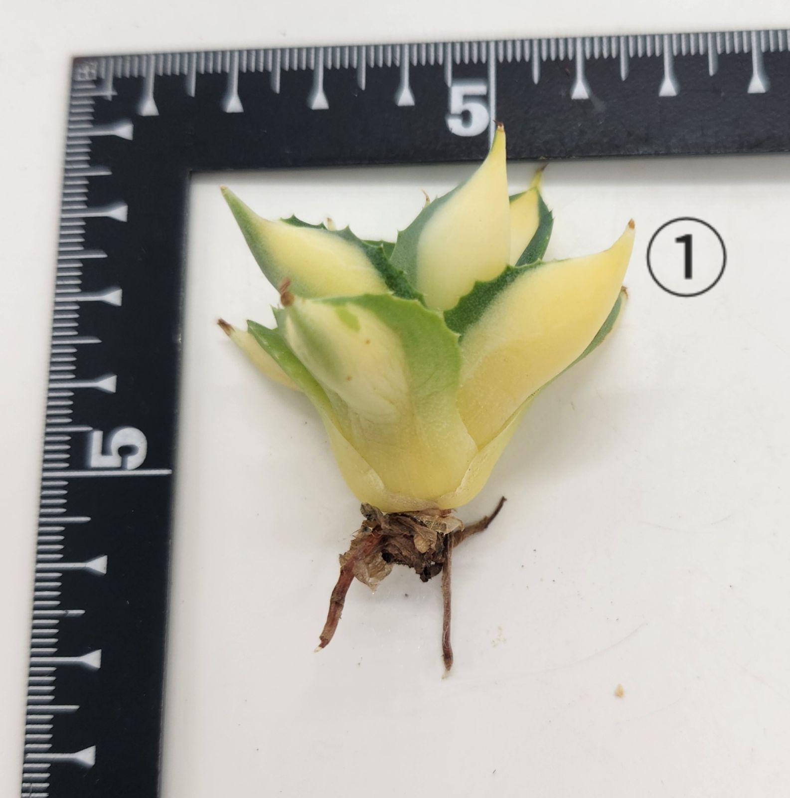 アガベ 王妃雷神錦 黄中斑 斑入り カット苗 - メルカリ