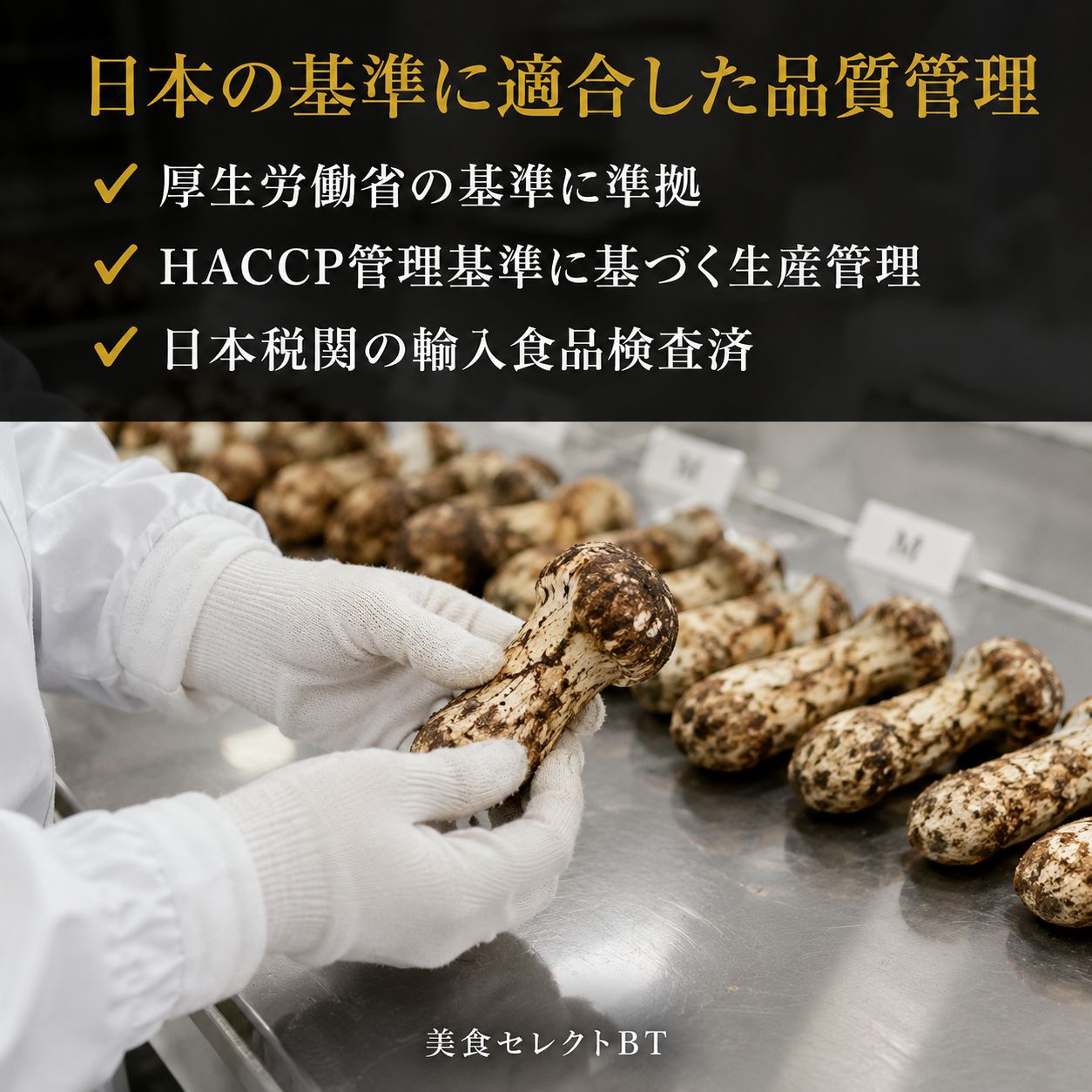 生松茸 約1kg Mサイズ つぼみ 中国雲南省産 新品 - メルカリ