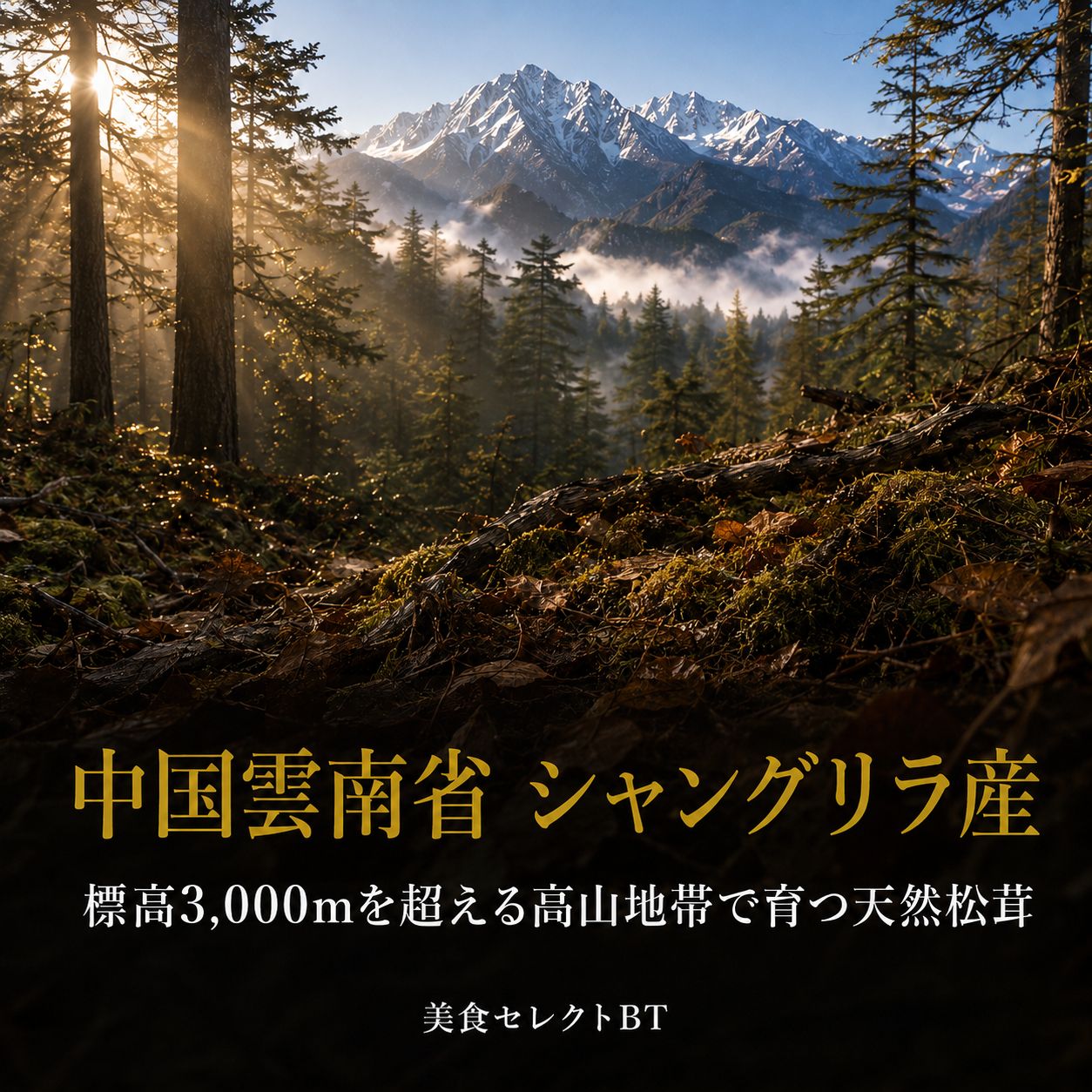 生松茸 約1kg Mサイズ つぼみ 中国雲南省産 新品 - メルカリ