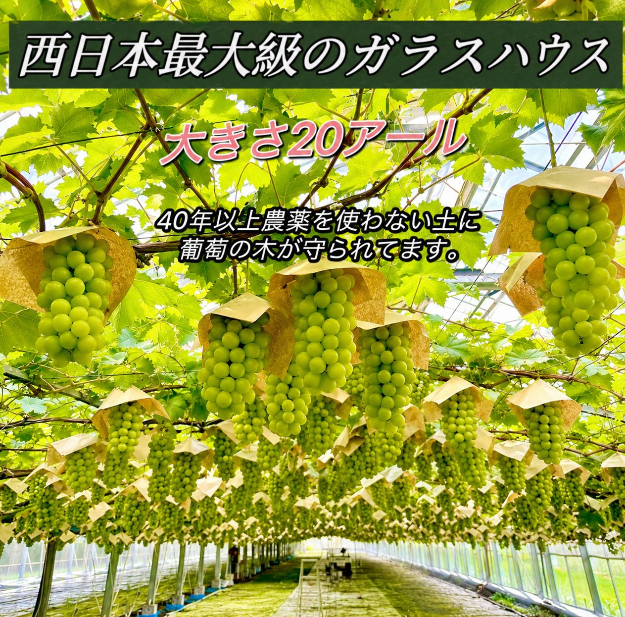 岡山産 シャインマスカット 粒だけ1kg 家庭用 訳あり - メルカリ