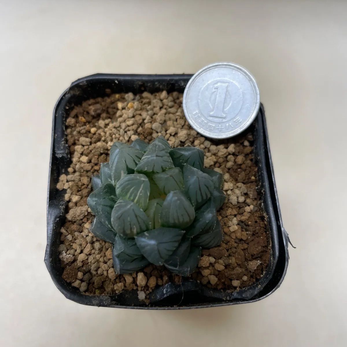 多肉植物 ハオルチア 黒オブツーサ錦② 抜き苗 根付き - メルカリ