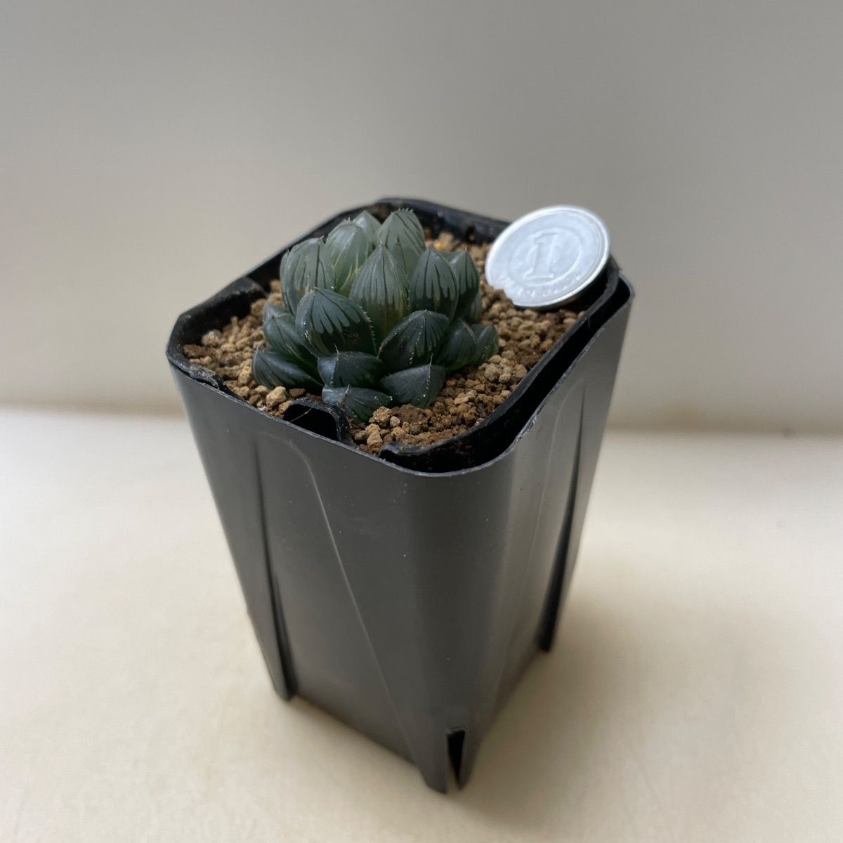 多肉植物 ハオルチア 黒オブツーサ錦② 抜き苗 根付き - メルカリ