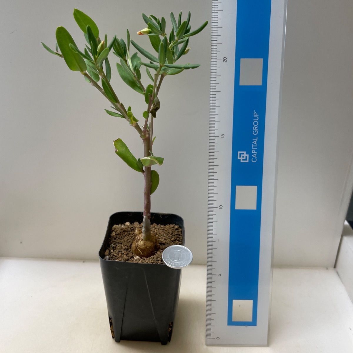 多肉植物 コーデックス タリナムカフルム(レア) 抜き苗 根付き - メルカリ