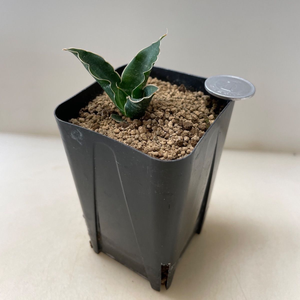 多肉植物 サンスベリア タイハイブリッド(レア) 抜き苗 根付き - メルカリ