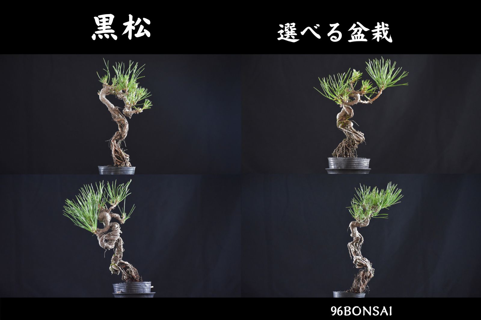 黒松】 動きが良い根上りの素材 希少品 樹高18～27cm 大きいサイズ