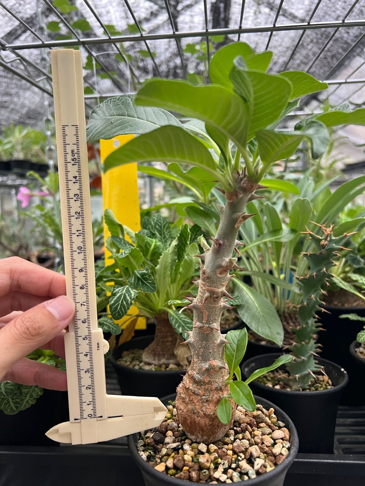 パキポディウム・ウィンゾリー 国内実生5 観葉植物 ウィンゾリー 5 ぽ