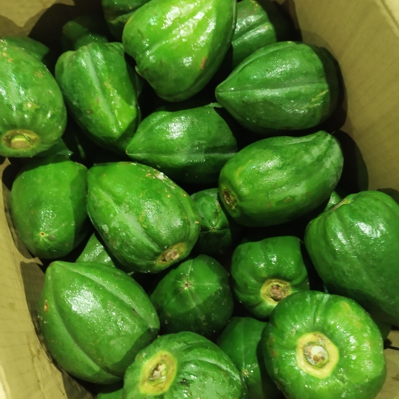 青パパイヤ 10KG 沖縄産 新品 - メルカリ
