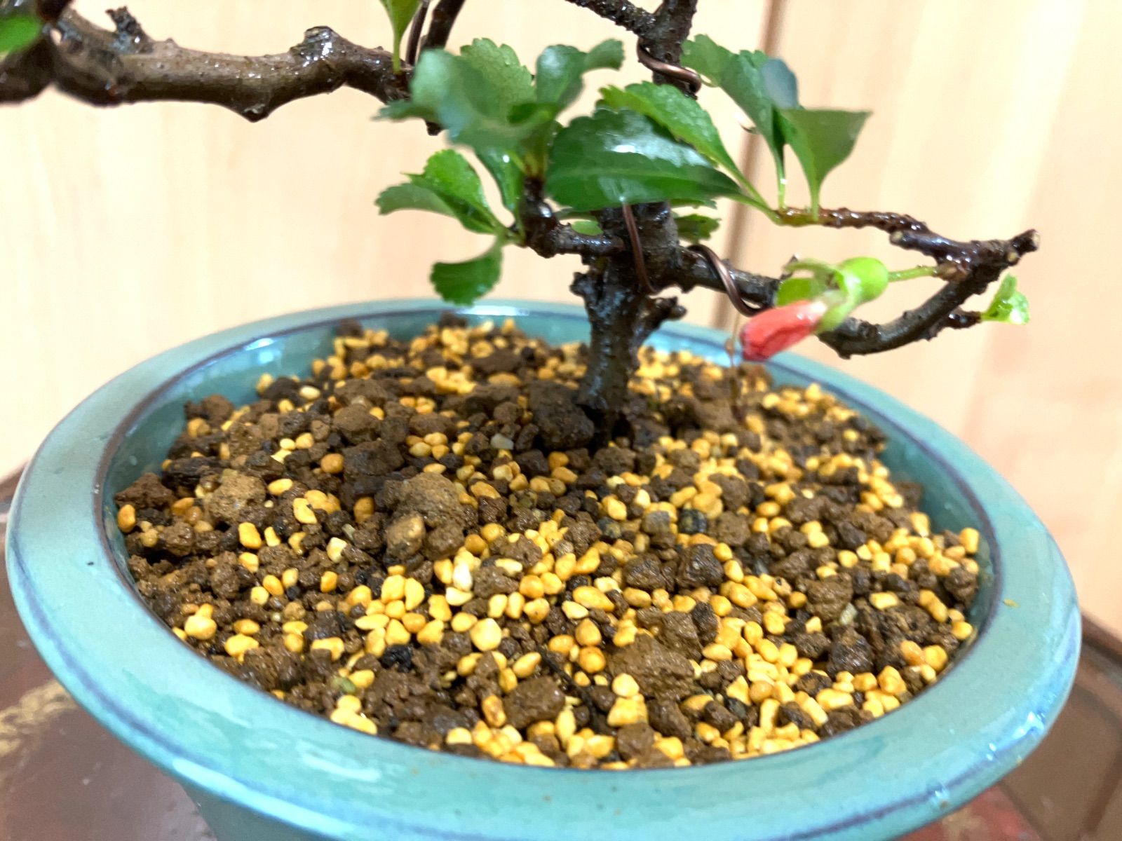 紅長寿梅盆栽 18cm I 盆栽 敬老の日プレゼント 9/11撮影 長寿梅盆栽