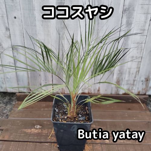 鉢ごと発送】【8号角鉢】ココスヤシ Butia yatay 2026.9.10Cc1 - メルカリ