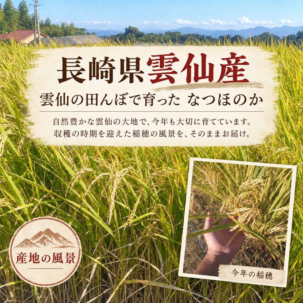 長崎県雲仙産 なつほのか 白米 5kg 令和8年産 - メルカリ