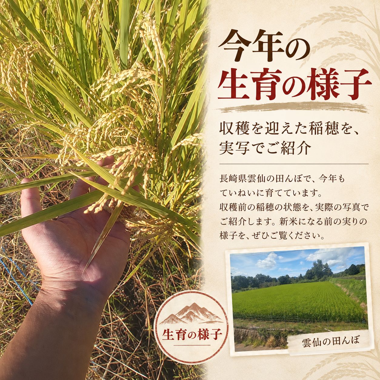 長崎県雲仙産 なつほのか 白米 5kg 令和8年産 - メルカリ