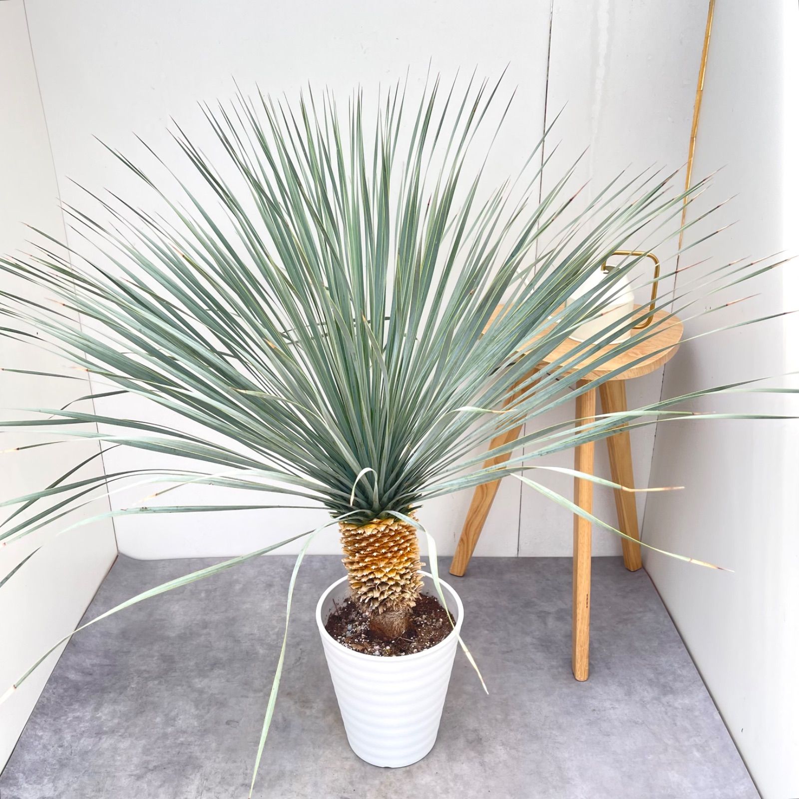 ユッカ ロストラータ ランチョンブルー 8【現品】観葉植物 ドライ