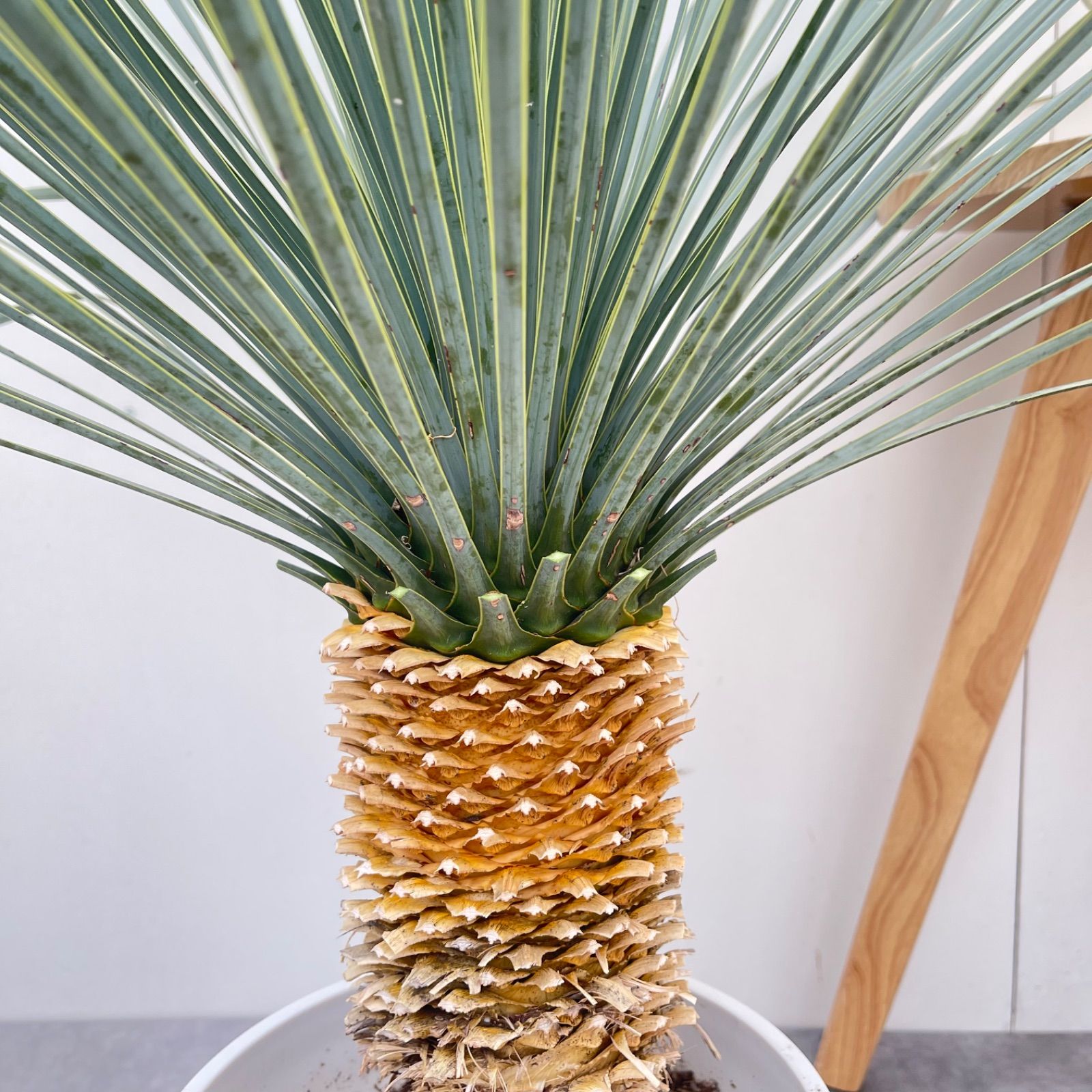 ［現品］【希少】41番　ユッカロストラータランチョンブルー　8号　観葉植物　レア ユッカ ロストラータ ランチョンブルー 8【現品】観葉植物 ドライ