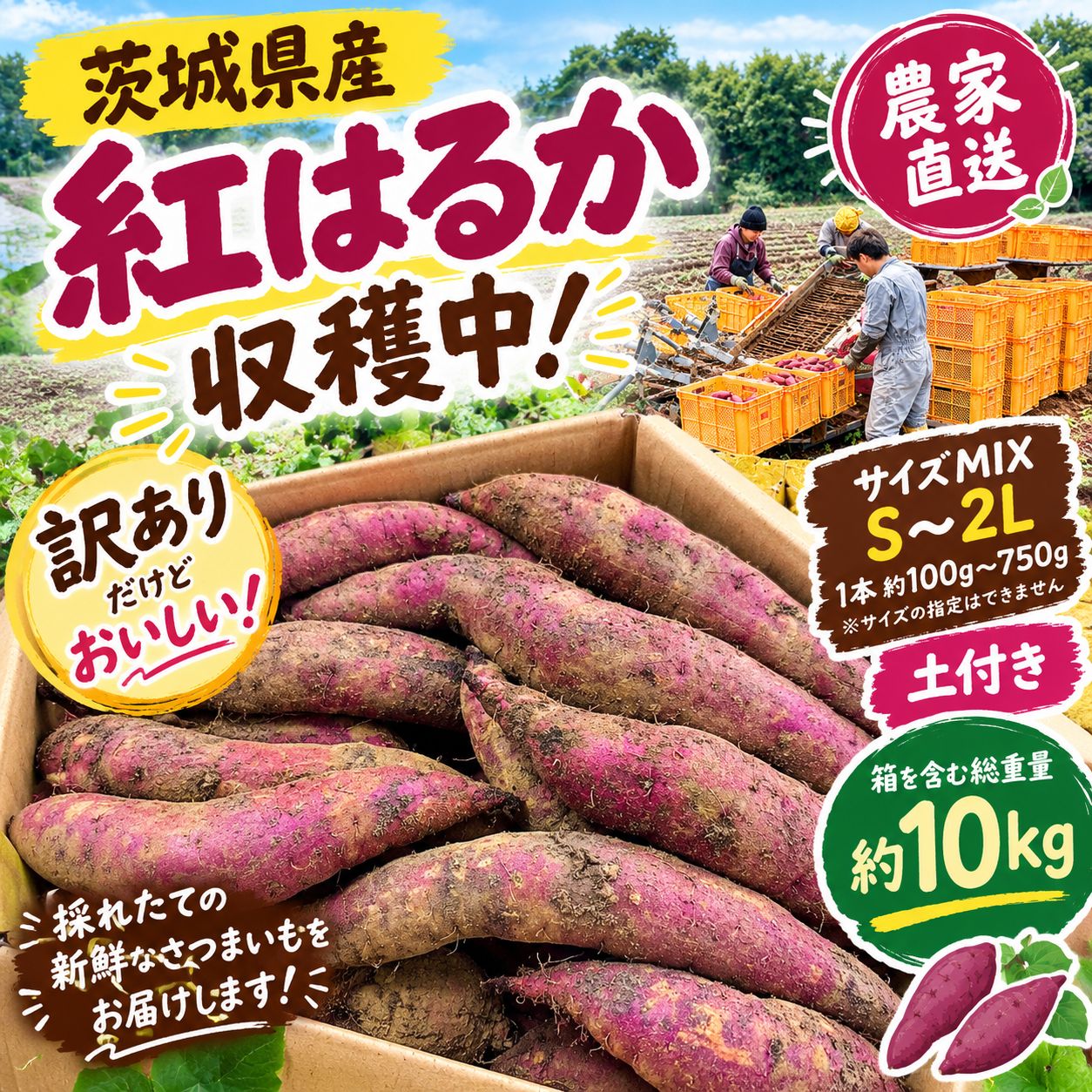 新芋_ 茨城県産 紅はるか 訳あり 箱込み10kgさつまいも 土付き B品 10