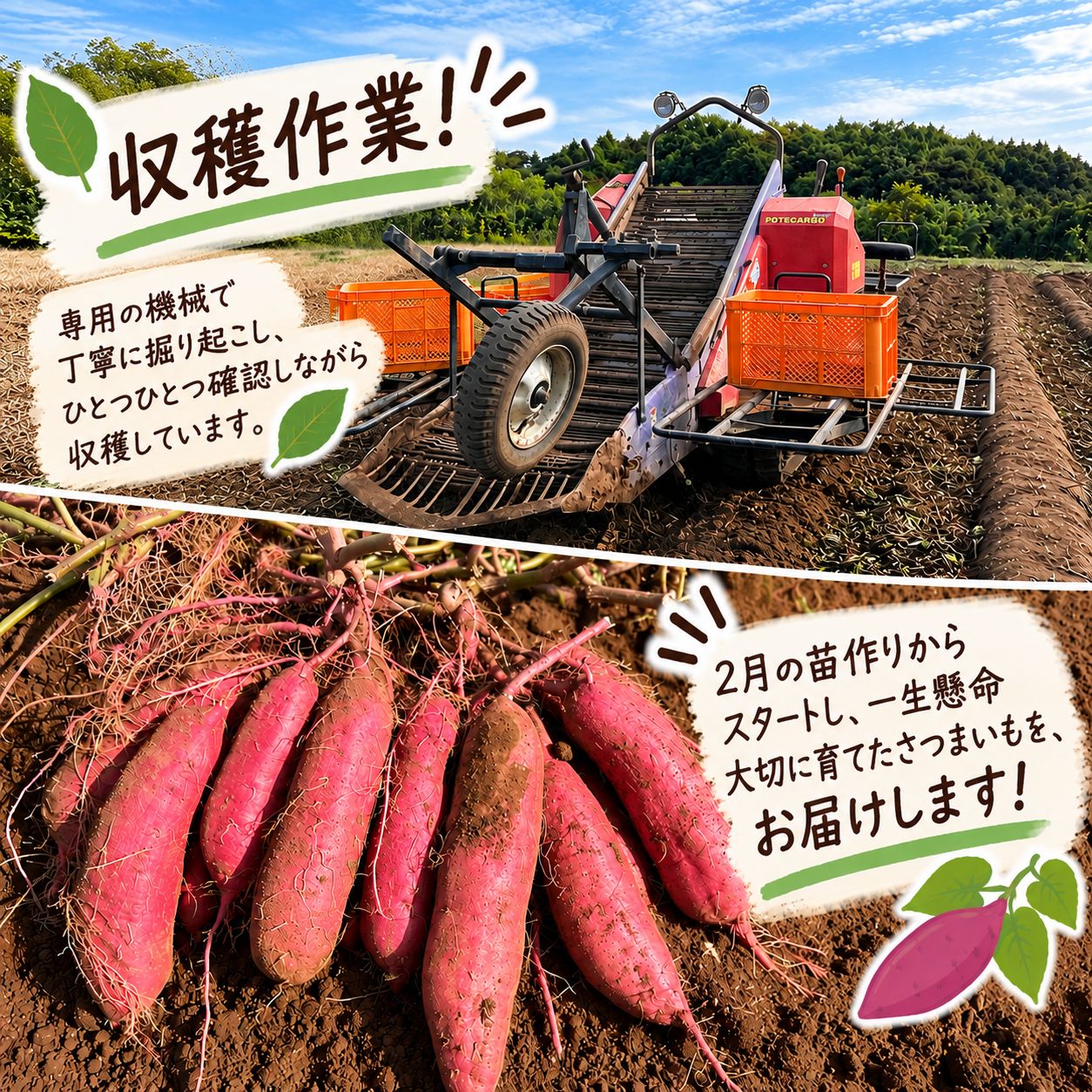 茨城県産 紅はるか 訳あり 10kg 新品 - メルカリ