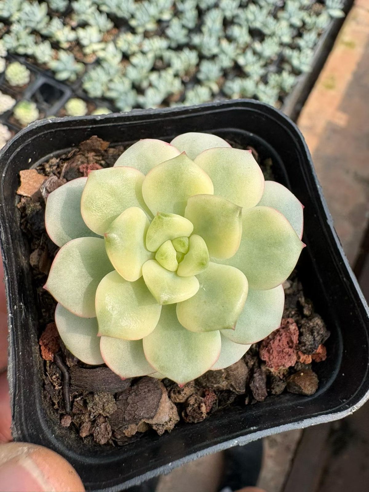 6#多肉植物アエオニウム錦❤️ 燕姿錦❤️7頭20cm拔き苗 多肉植物 Z6885 タンゴニシキ 20株 抜き苗 エケベリア セダム