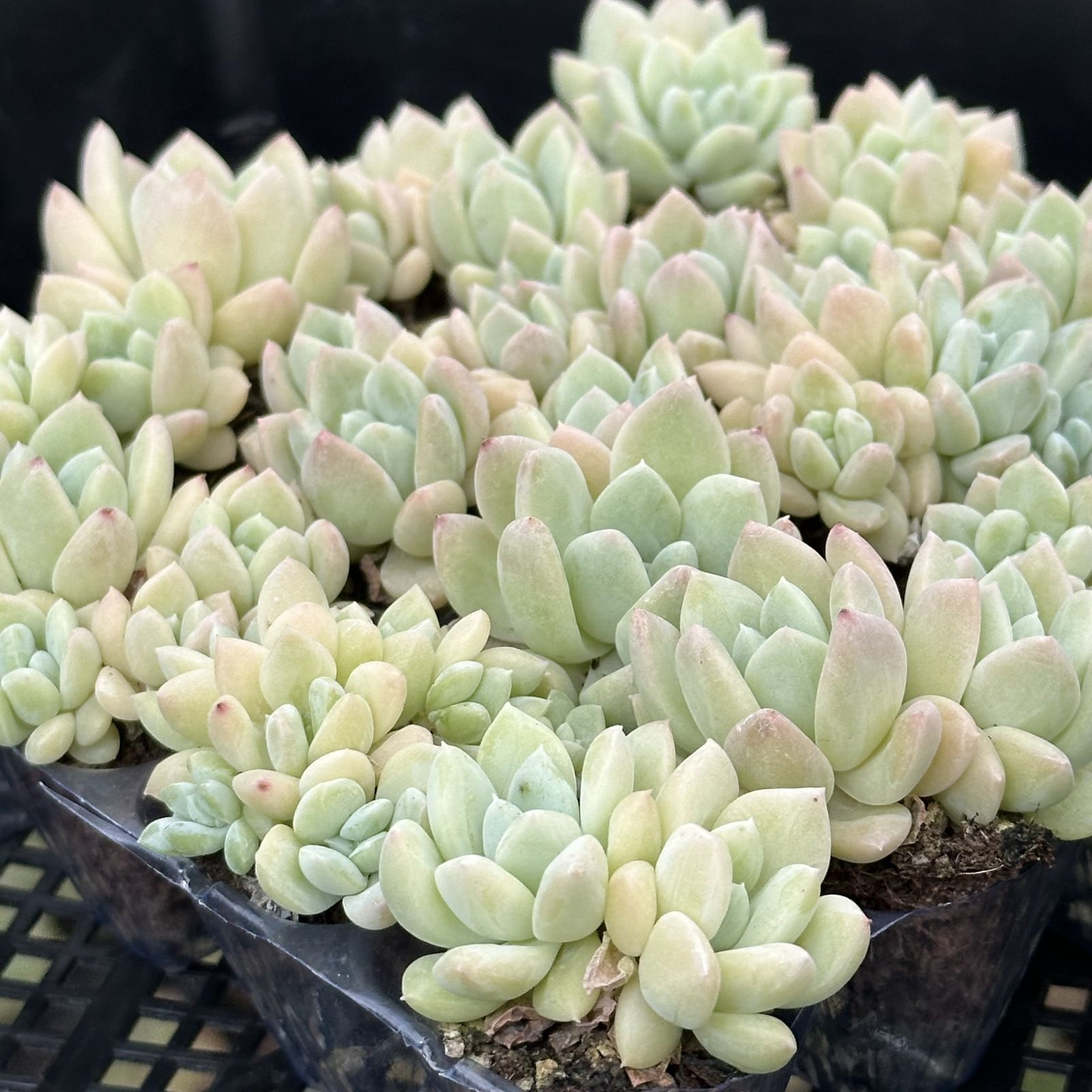 多肉植物 XP0050 ゲンレイギョク 16苗 土根付き 第四種郵便で発送
