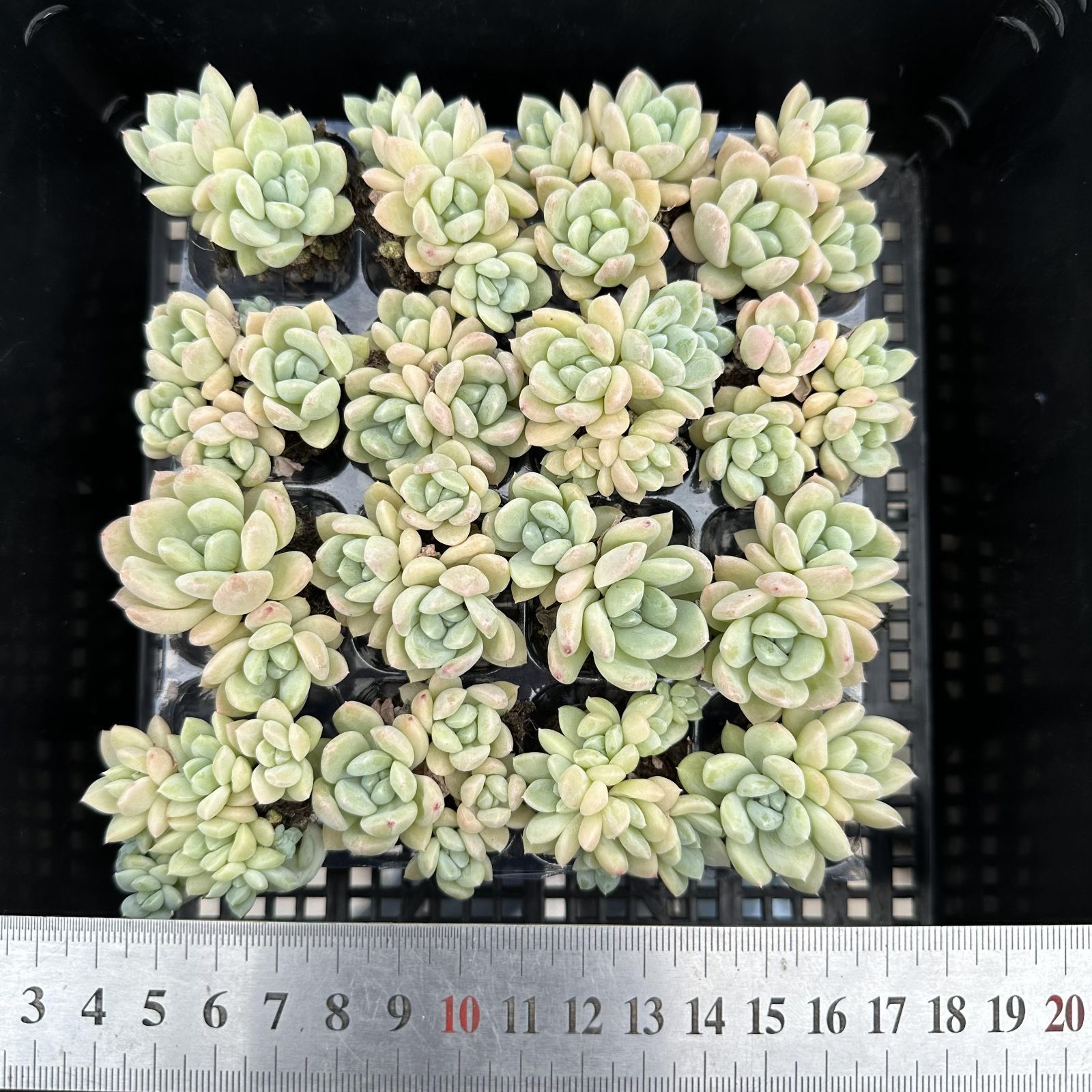 多肉植物 XP0050 ゲンレイギョク 16苗 土根付き 第四種郵便で発送