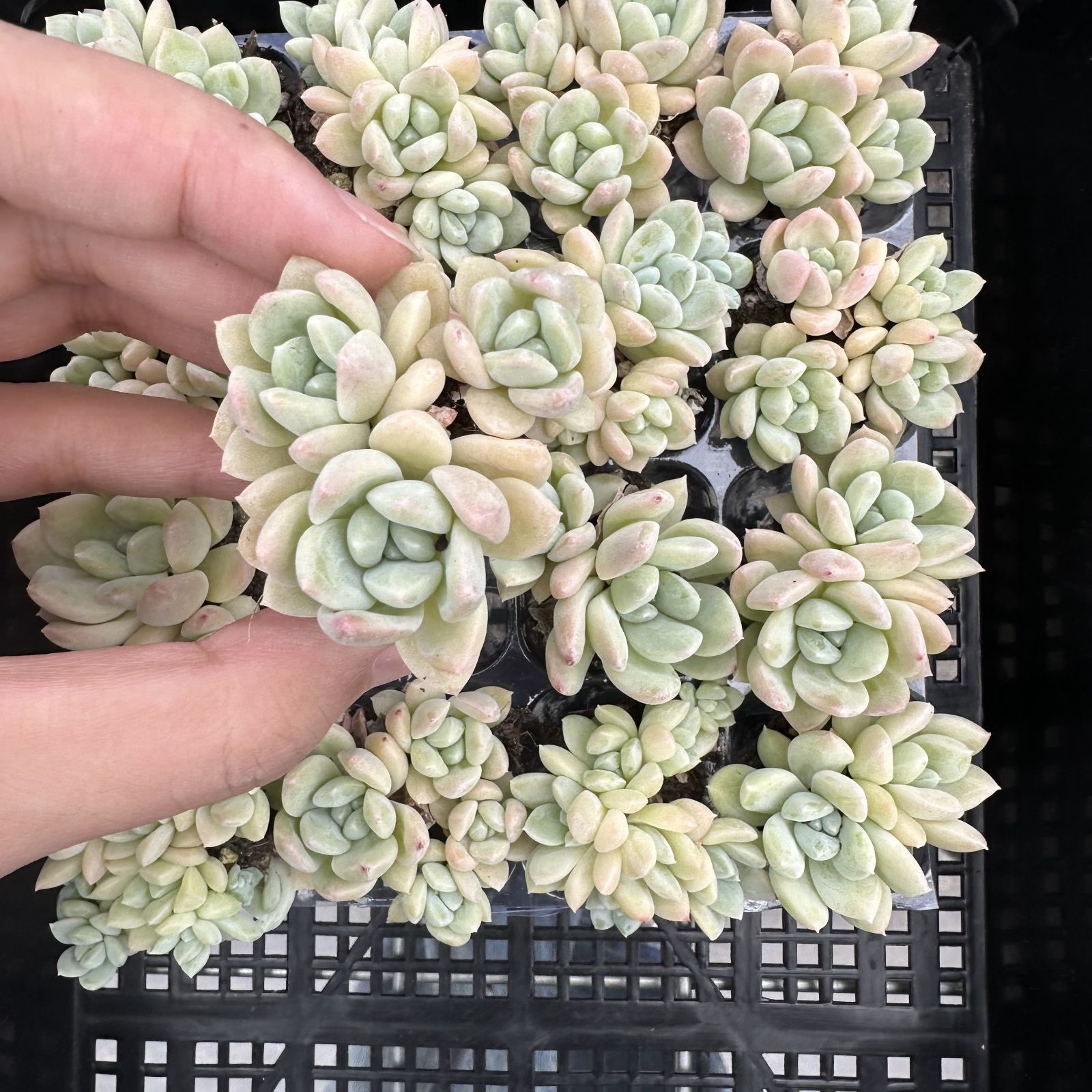 多肉植物 XP0050 ゲンレイギョク 16苗 土根付き 第四種郵便で発送