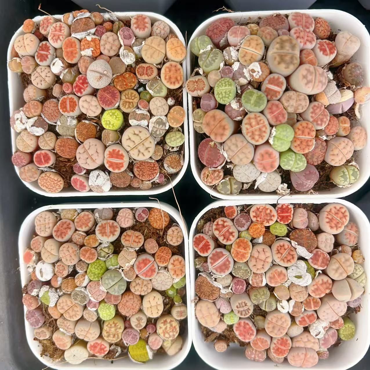 新入荷 12鉢の土鉢付きセット ライブストーン 多肉植物 佐川急便発送