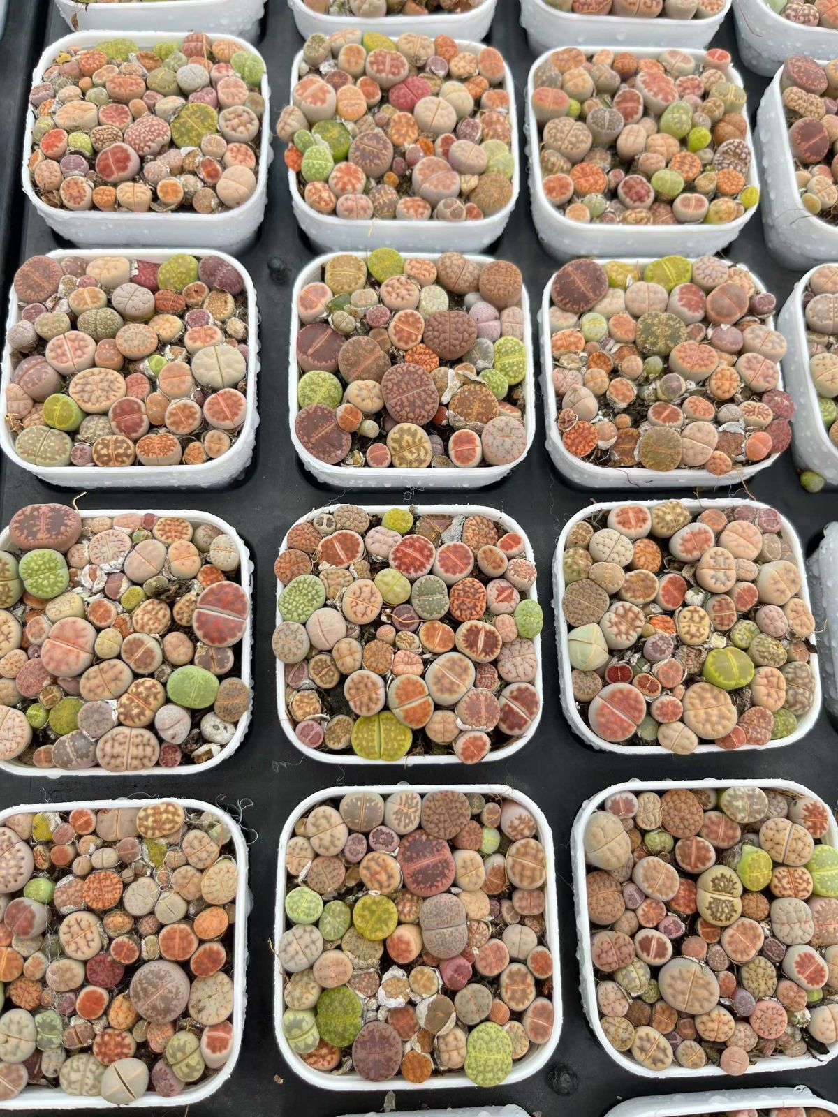 新入荷 12鉢の土鉢付きセット ライブストーン 多肉植物 佐川急便発送